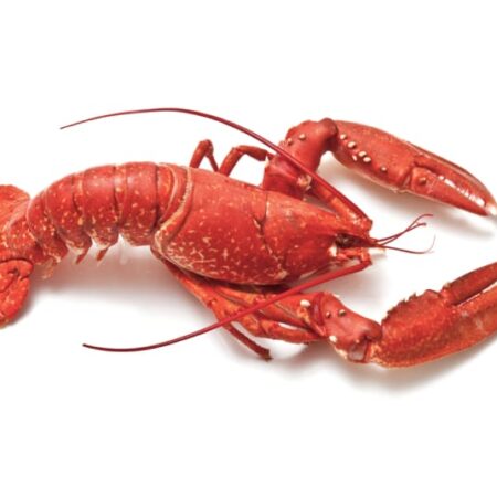 Fresh Live Lobster ~1.75kg