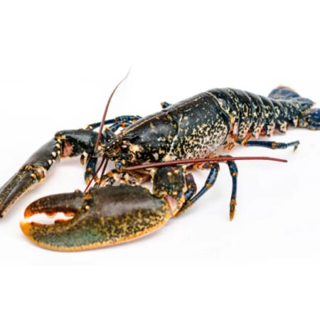 Fresh Live Scottish Lobster | 3kg