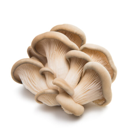 Mushroom  (Oyster),  Kg