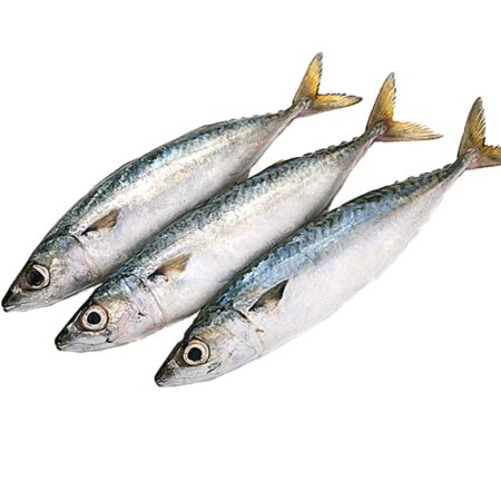 Indian  mackerel (Kibua), ~1 kg