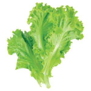 Yellow special green lettuce