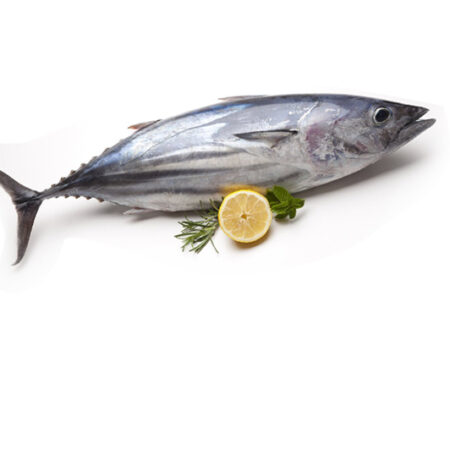 Whole Tuna (Jodari),  ~1 kg